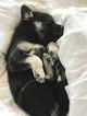 Puppy 1 Beagle-Siberian Husky Mix