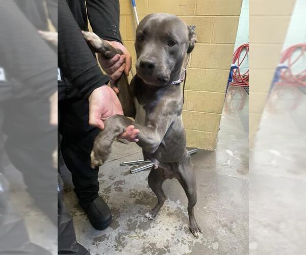 Medium Photo #1 American Pit Bull Terrier Puppy For Sale in Stockton, CA, USA