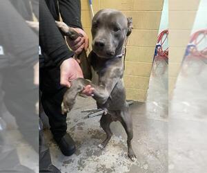 American Pit Bull Terrier Dogs for adoption in Stockton, CA, USA