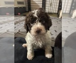 Puppy Purple Oscar Lagotto Romagnolo