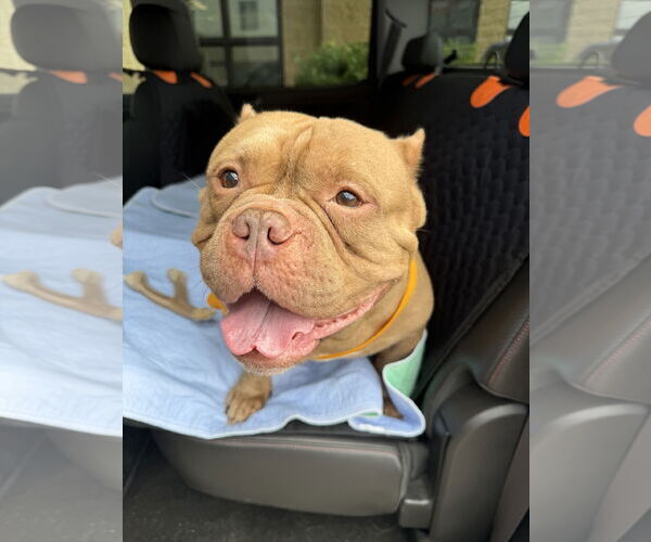 Medium Photo #5 Bulldog-Unknown Mix Puppy For Sale in St. Louis Park, MN, USA