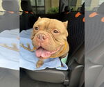 Small #4 Bulldog Mix