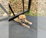 Small #4 Labrador Retriever Mix