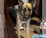 Small Photo #2 German Shepherd Dog Puppy For Sale in columbia, SC, USA