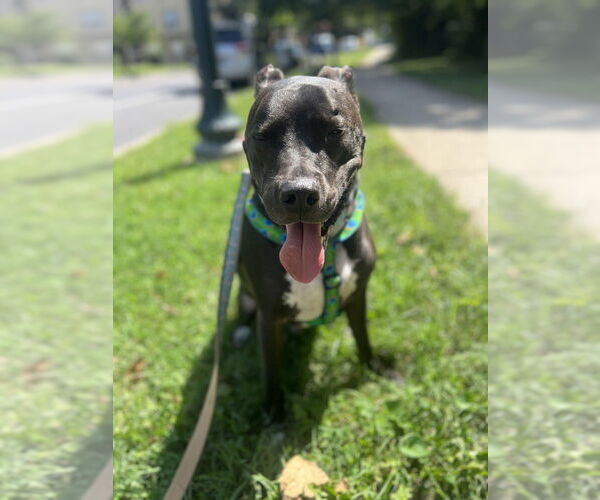 Medium Photo #3 Great Dane-Unknown Mix Puppy For Sale in Greenbelt, MD, USA