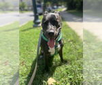 Small #2 Great Dane Mix