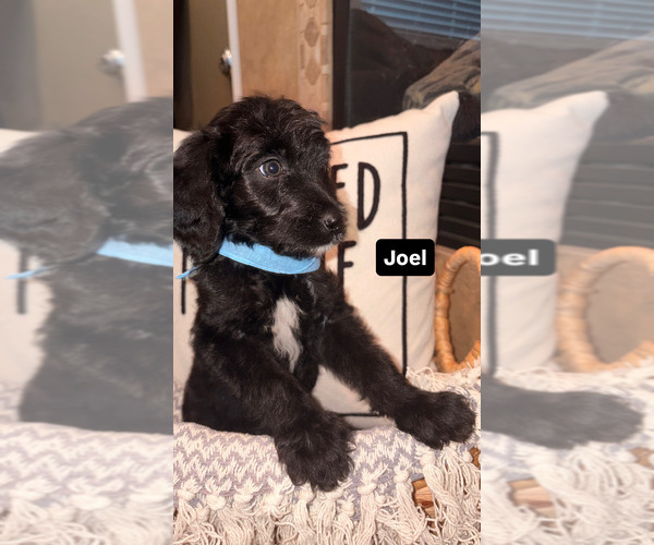 Medium Photo #1 Bernedoodle-Labradoodle Mix Puppy For Sale in SAINT GEORGE, UT, USA