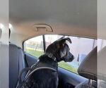 Small #13 American Pit Bull Terrier-German Shepherd Dog Mix