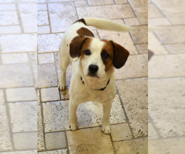 Medium Photo #1 Mutt Puppy For Sale in Enfield, CT, USA