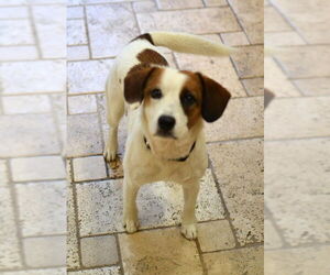 Mutt Dogs for adoption in Enfield, CT, USA