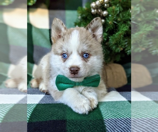 Medium Photo #4 Pomsky Puppy For Sale in EPHRATA, PA, USA