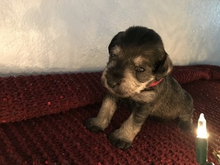 Schnauzer (Miniature) Puppy for sale in WATERBURY, CT, USA