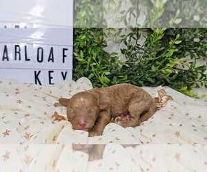 Poodle (Toy) Puppy for sale in COLLEGE STA, TX, USA