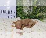 Image preview for Ad Listing. Nickname: SUGARLOAF KEY