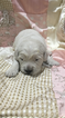 Small Photo #4 Golden Retriever Puppy For Sale in RAMONA, CA, USA