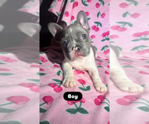 Medium French Bulldog
