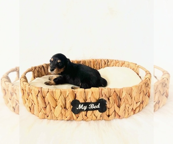 Medium Photo #5 Dachshund Puppy For Sale in DAVIS, CA, USA