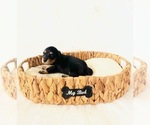 Small #4 Dachshund