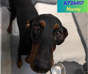 Doberman Pinscher Dogs for adoption in San Antonio, TX, USA