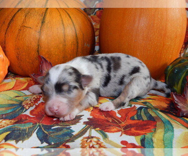 Medium Photo #1 Australian Shepherd Puppy For Sale in CANTON, OH, USA