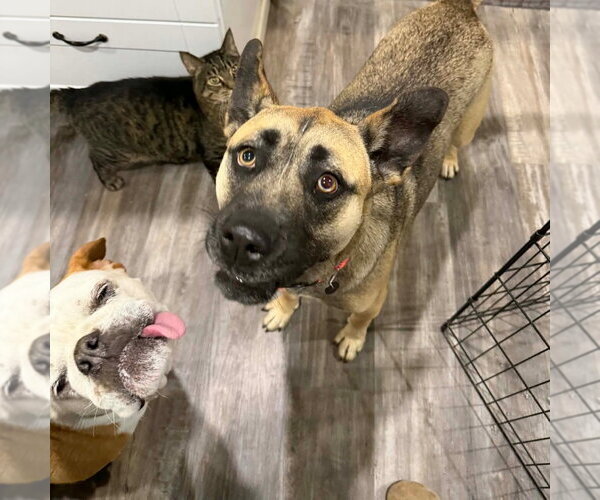 Medium Photo #3 Mutt Puppy For Sale in Canton, CT, USA