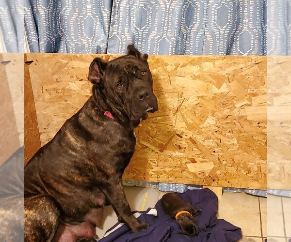 Medium Photo #1 Cane Corso Puppy For Sale in SPRINGFIELD, OH, USA