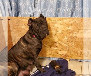 Mother of the Cane Corso puppies born on 04/05/2019