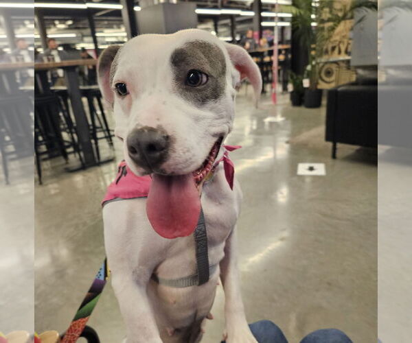 Medium Photo #2 Mutt Puppy For Sale in Fargo, ND, USA