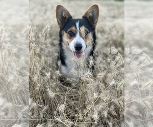 Mother of the Pembroke Welsh Corgi puppies born on 04/25/2025