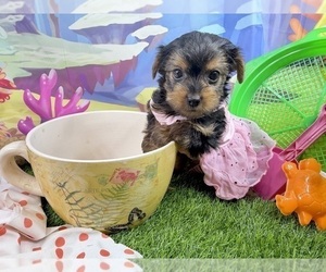 Yorkshire Terrier Puppy for sale in CASSVILLE, MO, USA