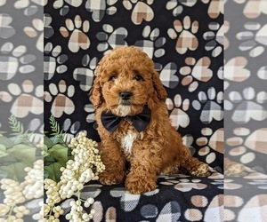 Cavapoo Puppy for sale in NEW PROVIDENCE, PA, USA