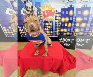 American Pit Bull Terrier-Unknown Mix Dogs for adoption in Rockaway, NJ, USA