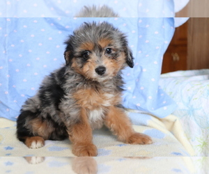 Aussie-Poo Puppy for sale in SHILOH, OH, USA
