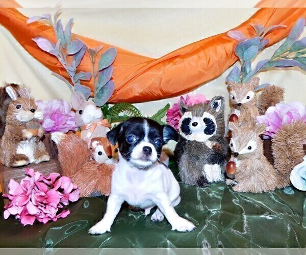Medium Photo #9 Chihuahua Puppy For Sale in CHARLESTON, AR, USA