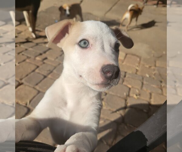 Medium Photo #1 Sheprador Puppy For Sale in Spring, TX, USA
