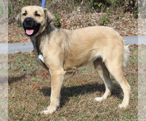 Retriever -Unknown Mix Dogs for adoption in Prattville, AL, USA