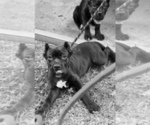 Small Photo #4 Cane Corso Puppy For Sale in ANDERSON, IN, USA