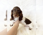 Small #10 Dachshund