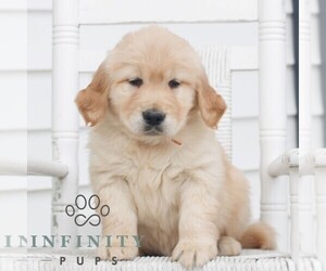 Golden Retriever Puppy for sale in COATESVILLE, PA, USA
