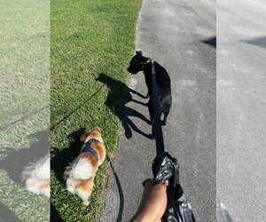 COURTESY POST: Mamba - Male Shepradors Dog for Adoption - Photo #4