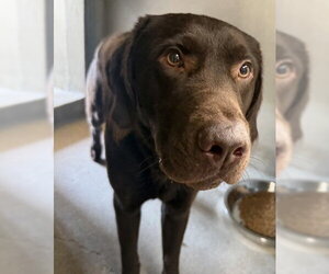 Labrador Retriever Dogs for adoption in San Bernardino, CA, USA