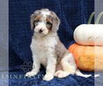 Small #3 Bernedoodle (Miniature)