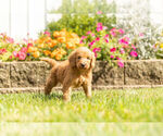 Small Photo #8 Goldendoodle Puppy For Sale in NAPPANEE, IN, USA