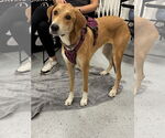 Small #3 Doberman Pinscher-Great Pyrenees Mix