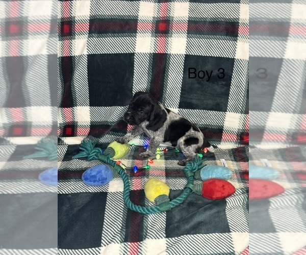 Medium Photo #10 German Shorthaired Pointer Puppy For Sale in BOOMER, NC, USA