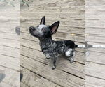 Small #1 Mutt