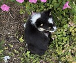 Small #3 Pembroke Welsh Corgi