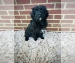 Small #4 Aussiedoodle