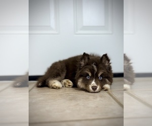 Medium Siberian Husky