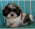 Small Photo #4 Shih Tzu Puppy For Sale in FREDERICKSBURG, OH, USA